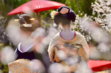 Maiko's back and plum blossoms in full bloom