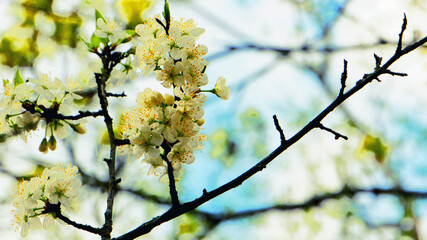 Beautiful apple tree blossoms in spring.