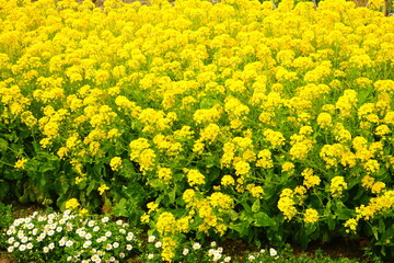 Yellow canola flower (rape blossoms) during spring. - 日本 黄色い花 菜の花