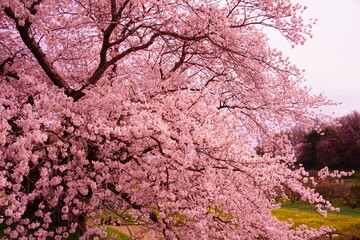日本 奈良県 幾坂池 一本桜