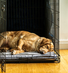 Female Golden Retriever in Crate with Gray Blanket in Sunlight