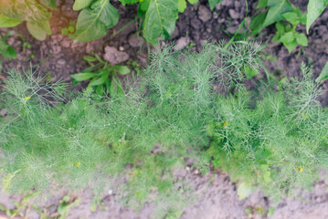 Naklejka na ściany i meble Fresh dill (Anethum graveolens) growing on the vegetable bed. Annual herb, family Apiaceae. Growing fresh herbs. Green plants in the garden, ecological agriculture for producing healthy food concept
