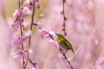 京都【しだれ梅とウメジロー】