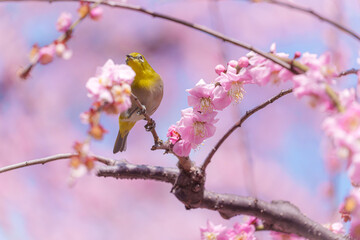 京都【しだれ梅とウメジロー】