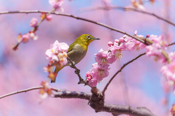 京都【しだれ梅とウメジロー】