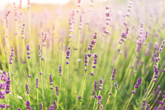 Beautiful image of lavender against the backdrop of a summer sunset. Floral background. Shallow depth of field