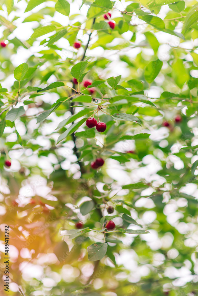 Wall mural Red Ripe Cherry Berries. tree In Summer Vegetable Garden.