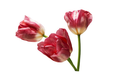 bouquet of red tulips on a white background