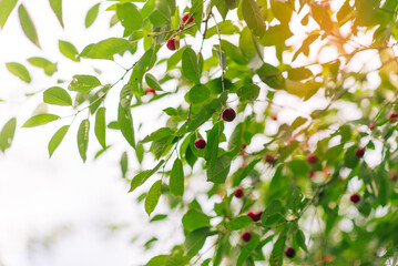 Red Ripe Cherry Berries. tree In Summer Vegetable Garden.
