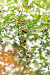 Red Ripe Cherry Berries. tree In Summer Vegetable Garden.