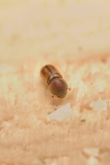young beetle Trypodendronon on a tree stump