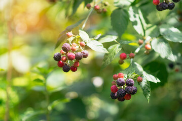  branch of ripe blackberries in the garden on a green background. Early, early maturing variety.