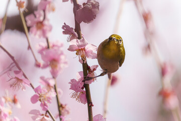 京都【しだれ梅とウメジロー】