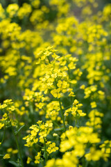 Obraz premium 菜の花（ナノハナ）