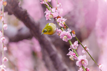 京都【しだれ梅とウメジロー】