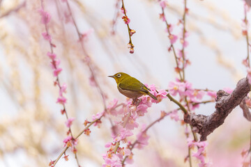 京都【しだれ梅とウメジロー】
