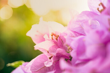 Bougainvillea flower with purple color in macro. Warm sunlight with blurry feeling and freshness. Tropical flower in hot area. Nice background and backdrop.