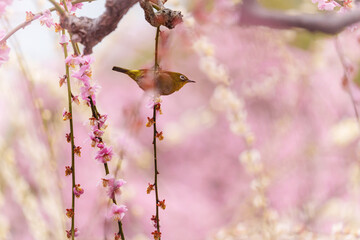 京都【しだれ梅とウメジロー】