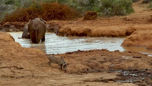 Warthog drinking at a water hole with two elephants behing at Addo Elephant Park, South Africa