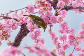 京都【しだれ梅とウメジロー】