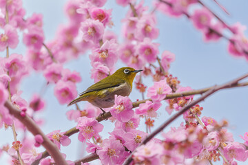 京都【しだれ梅とウメジロー】