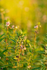 Flower and branch growing in pattern. Warm light feeling in garden. Copyspace and nice for background. wallpaper.
