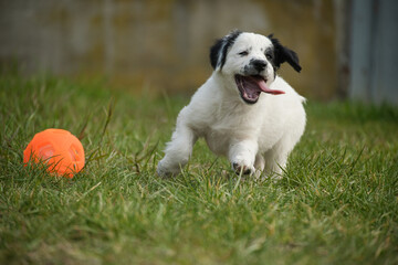 jeune chiot border collie