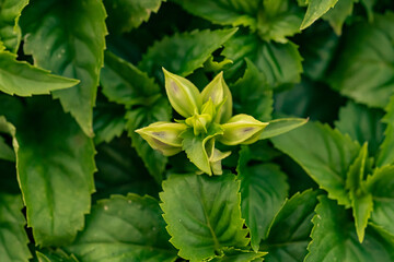 Leaves pattern on a top view and beautiful garden. backdrop and background. Tropical plants with freshness feeling.