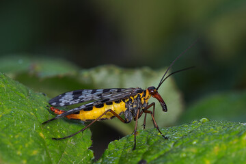 Scorpion fly in its natural environment.