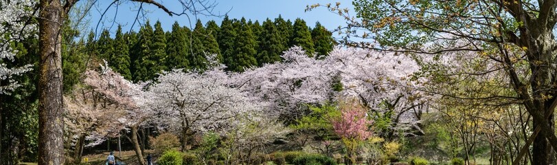 樹木公園は桜の世界