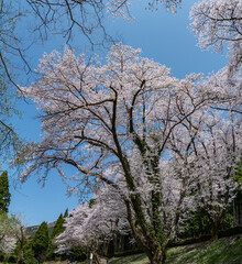 樹木公園は桜の世界
