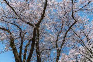 樹木公園は桜の世界