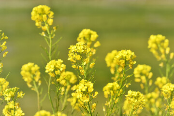 河川敷の菜の花