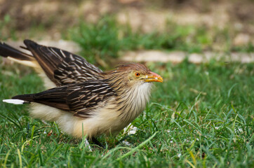 Funny guira bird in the nature