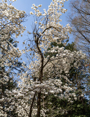 樹木公園は桜の世界