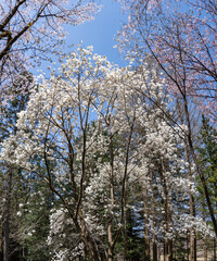 樹木公園は桜の世界