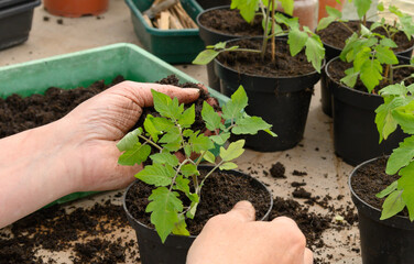 Tomatenpflanze topfen