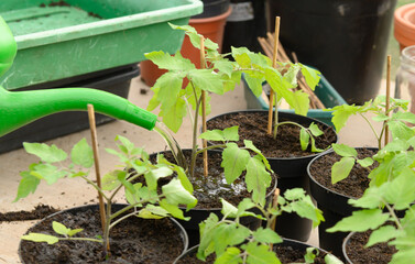 Tomaten angießen