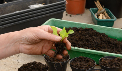 junge Salatpflanze pikiert