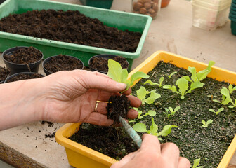 Salatpflanzen pikieren