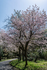 樹木公園は桜の世界