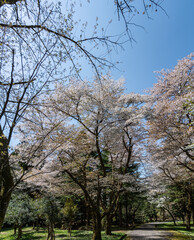 樹木公園は桜の世界