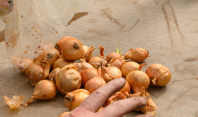 Steckzwiebeln f&uuml;r die Aussaat vorbereiten