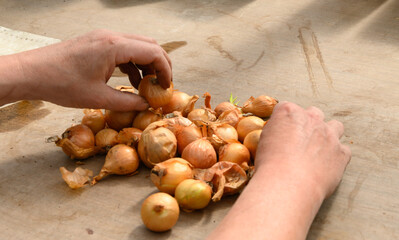 Steckzwiebeln vorbereiten
