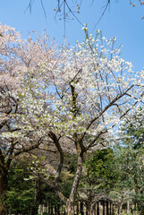 樹木公園は桜の世界