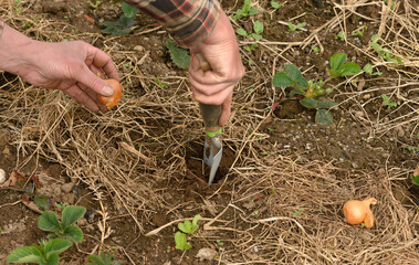 Pflanzloch vorbereiten