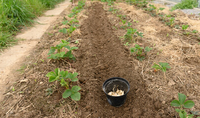eine Reihe f&uuml;r den Knoblauch vorbereitet