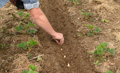 Pflanzknoblauch ausbringen