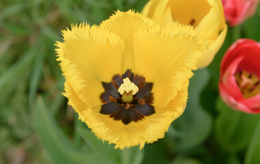 ge&ouml;ffnete gelbe Tulpenbl&uuml;te