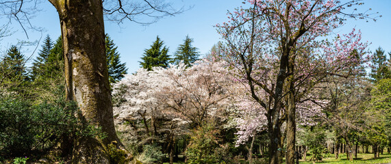 樹木公園は桜の世界